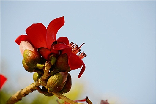 特写,花