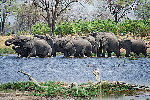非洲象,牧群,喝,河,乔贝国家公园,博茨瓦纳,非洲