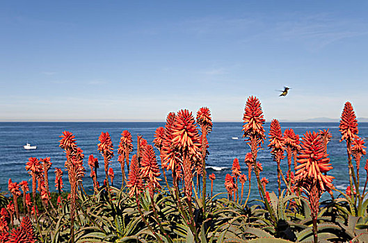 红色,花,盛开,海边,加利福尼亚,美国
