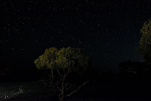 树与夜空