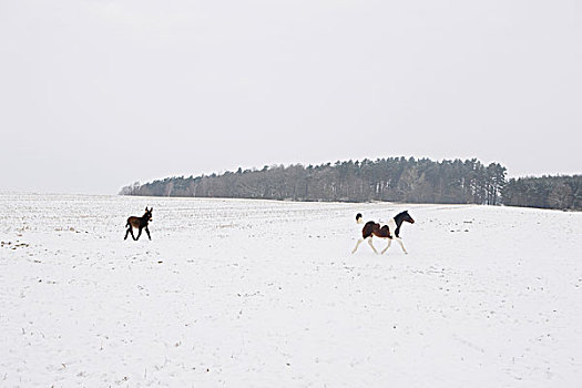 驴,马,冬天