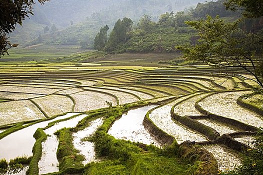稻米梯田,苏门答腊岛,印度尼西亚