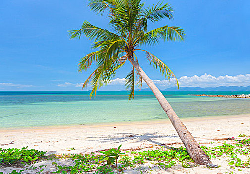 漂亮,热带沙滩,椰树