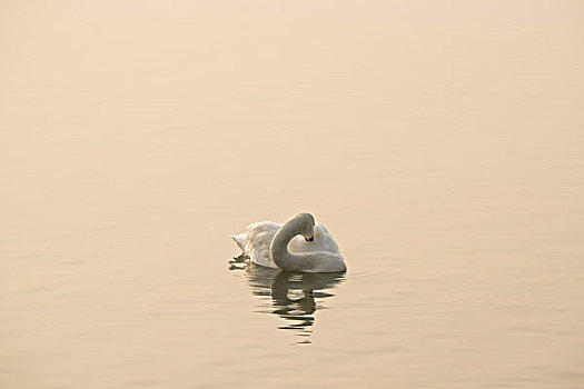 黄河湿地栖息的天鹅