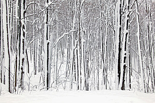 雪景