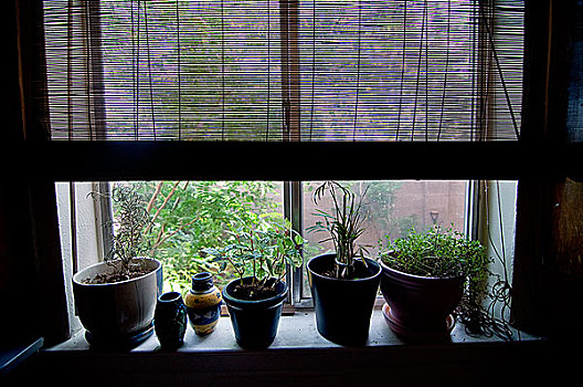 盆栽,药草,厨房,窗户