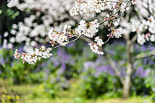 上方山樱花