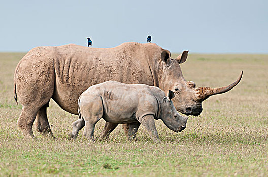 白犀牛,牧场,肯尼亚