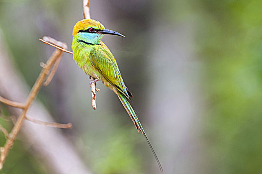 小,绿色,食蜂鸟,国家公园,斯里兰卡,亚洲
