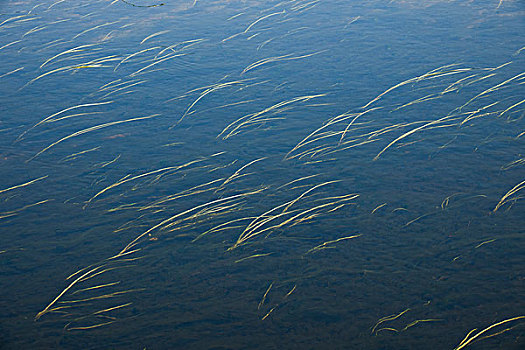 黑龙江齐齐哈尔扎龙丹顶鹤自然保护区沼泽湿地小溪里的水草