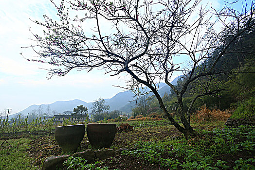 田园,菜地