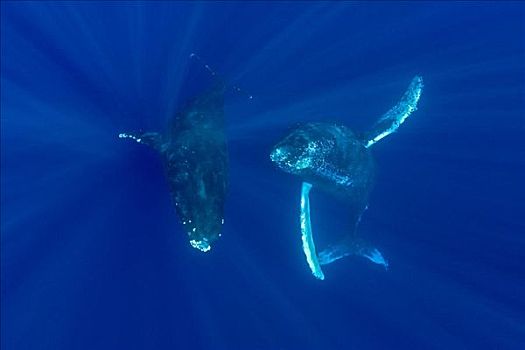 夏威夷,两个,驼背鲸,大翅鲸属,鲸鱼,游泳,深,蓝色,海洋