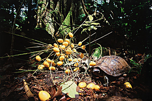 哥斯达黎加,公园,国家,龟,进食,黄色,棕榈树,水果,大幅,尺寸