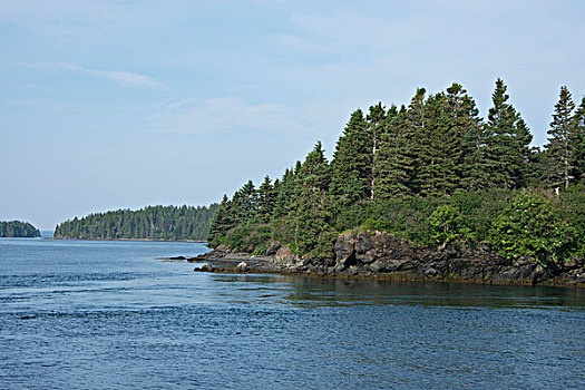 加拿大,新布兰斯维克,树林,沿岸,岛屿,大幅,尺寸