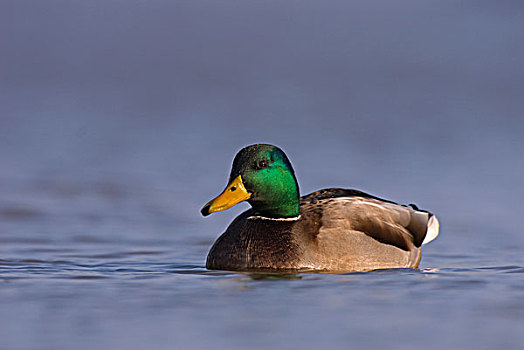 野鸭,绿头鸭,游泳,水,劳尔瑟赫,格罗宁根,荷兰