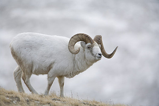 野大白羊,绵羊,山,克卢恩国家公园,育空地区,加拿大