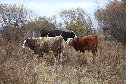 乌兰布统草原上的奶牛