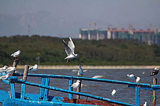 海鸥在渔船上休息