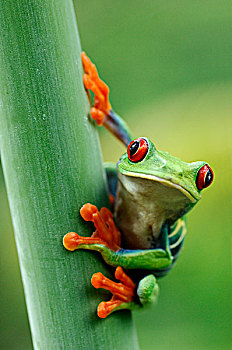红眼树蛙,泻湖,哥斯达黎加