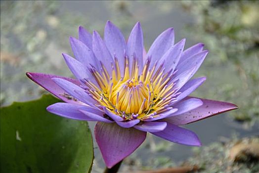 紫色,荷花,花,斯里兰卡,南亚,亚洲