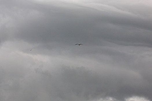 乌云下的海鸥