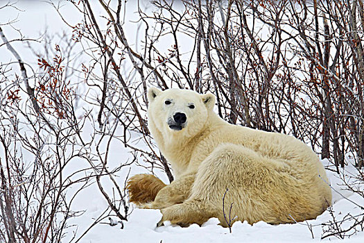 北极熊,卧,雪中,瓦普斯克国家公园,曼尼托巴,加拿大