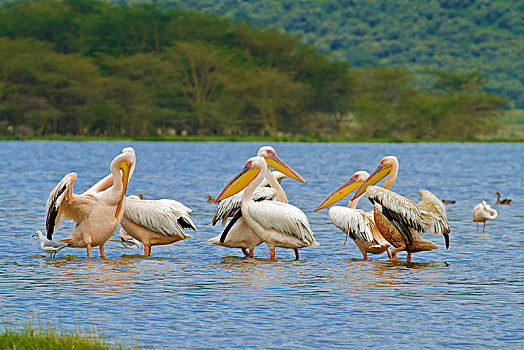 群,大白鲨,鹈鹕,站立,水,纳库鲁湖国家公园,肯尼亚,非洲