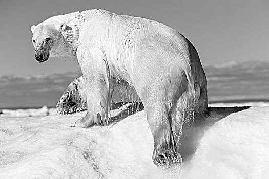加拿大,努纳武特,领土,北极熊,攀登,融化,冰山,漂浮,冰冻,海峡,靠近,北极圈,哈得逊湾