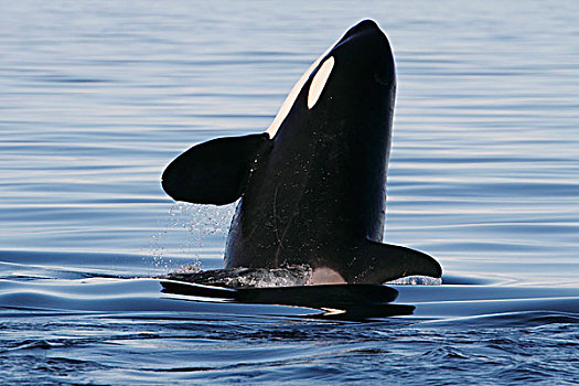 逆戟鲸,鲸,威廉王子湾,阿拉斯加