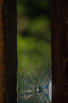 蜘蛛网,绿,背景,特写