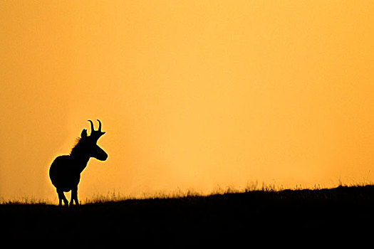 叉角羚,公羊,北美,早,秋天,草原,艾伯塔省,加拿大西部