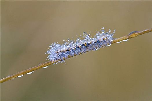 毛虫,蝴蝶,露珠