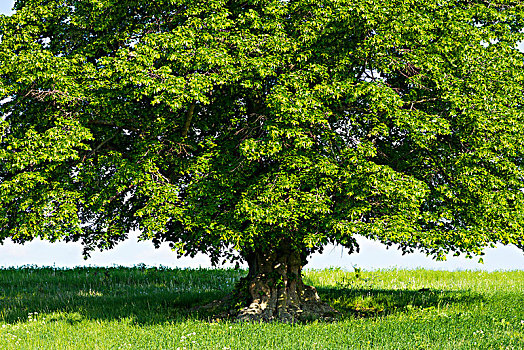 岁月,老,菩提树,椴树属,绿色,草地,孤树,图林根州,德国,欧洲