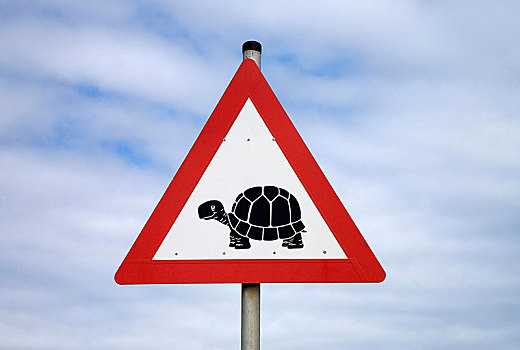路标,专注,龟,道路,南非,非洲