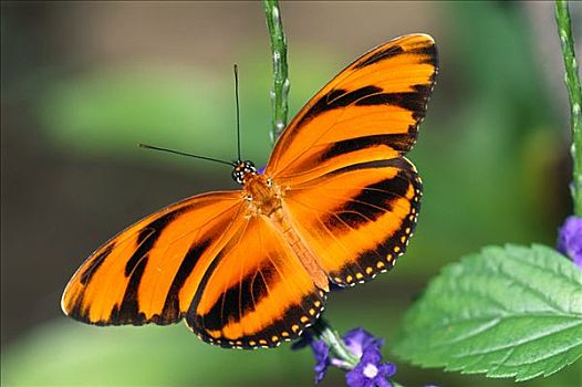 橙色,蝴蝶,叶子,哥斯达黎加
