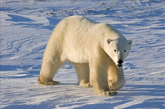北极熊,走,冰冻,雪盖,地面,丘吉尔市,曼尼托巴,加拿大
