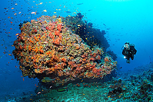 潜水,珊瑚礁,珊瑚,多样,红色,软珊瑚,成群,栖息,拟花鮨属,印度洋,马尔代夫,亚洲