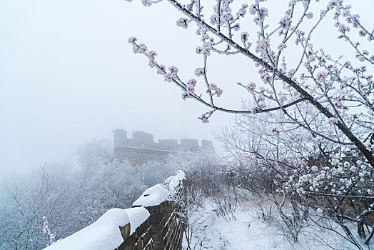 长城冰雪桃花