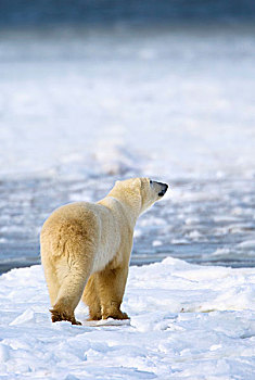 北极熊,空气,猎捕,食物,丘吉尔市,曼尼托巴,加拿大