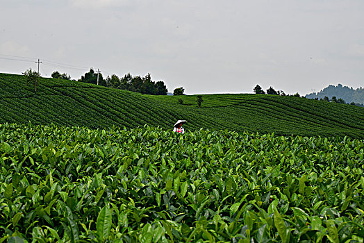 夏日茶园赏风景