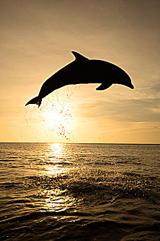 瓶鼻海豚,海豚,成年,跳跃,日落,洪都拉斯,中美洲,北美