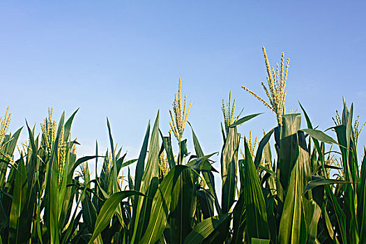 玉米庄稼地
