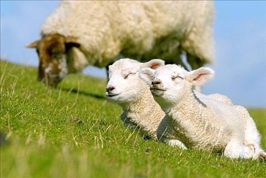 两个,羊羔,绵羊,草地,石荷州,德国