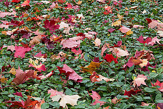 秋天,枫树,菩提树,叶子,草地,罐,背景