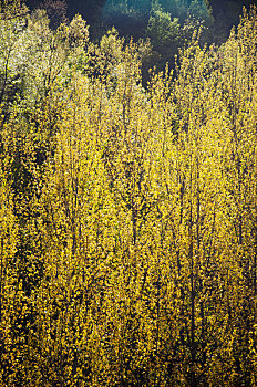 春季平视角中密集的白杨树树梢