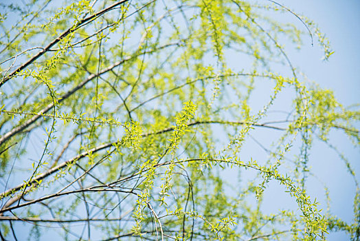 春季柳树枝条的嫩绿叶子