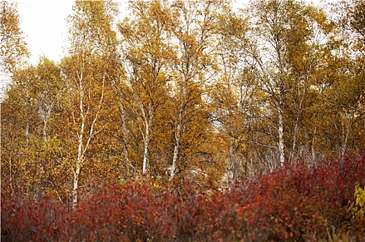 内蒙古乌兰布统桦树林美如画