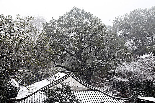 杭州,西湖,树木,树,树林,雪,水墨画,朦胧,仙境,冬天,平静,姿态,断桥,下雪