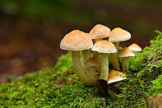 簇生垂幕菇,黄金菇,蘑菇,灯塔,山,木头