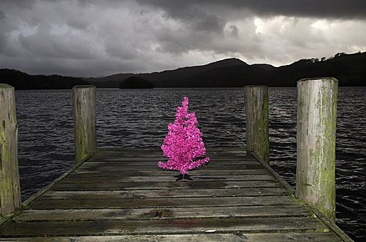 粉色,圣诞树,码头,湖,温德米尔,坎布里亚,英格兰
